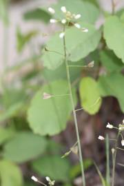 Fotografia da espécie Capsella bursa-pastoris