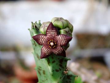 Fotografia da espécie Caralluma europaea