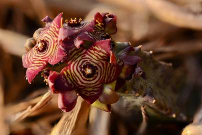 Fotografia da espécie Caralluma europaea