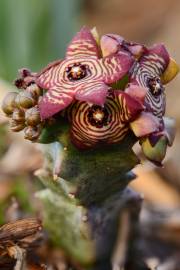 Fotografia da espécie Caralluma europaea