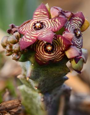 Fotografia 6 da espécie Caralluma europaea no Jardim Botânico UTAD