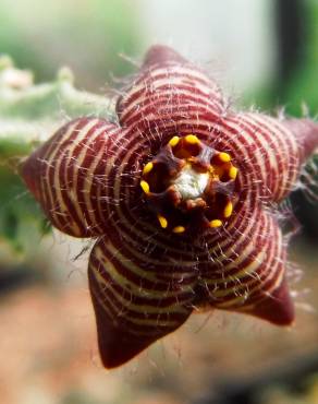 Fotografia 7 da espécie Caralluma europaea no Jardim Botânico UTAD