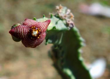 Fotografia da espécie Caralluma europaea