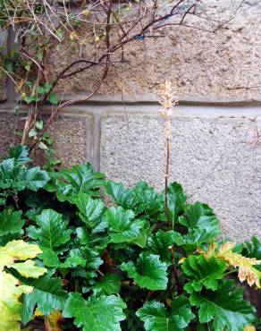 Fotografia 5 da espécie Acanthus mollis no Jardim Botânico UTAD