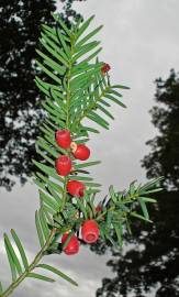 Fotografia da espécie Taxus baccata