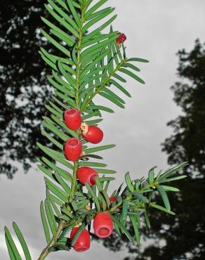 Fotografia 6 da espécie Taxus baccata no Jardim Botânico UTAD