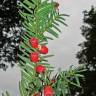 Fotografia 6 da espécie Taxus baccata do Jardim Botânico UTAD