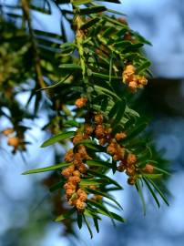 Fotografia da espécie Taxus baccata