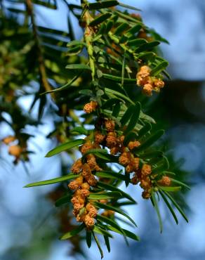 Fotografia 7 da espécie Taxus baccata no Jardim Botânico UTAD