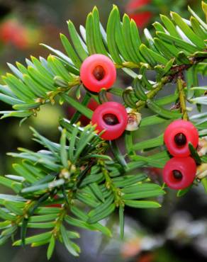 Fotografia 1 da espécie Taxus baccata no Jardim Botânico UTAD