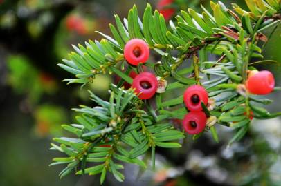 Fotografia da espécie Taxus baccata