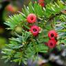 Fotografia 1 da espécie Taxus baccata do Jardim Botânico UTAD