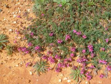 Fotografia da espécie Onobrychis humilis