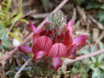 Fotografia da espécie Onobrychis humilis