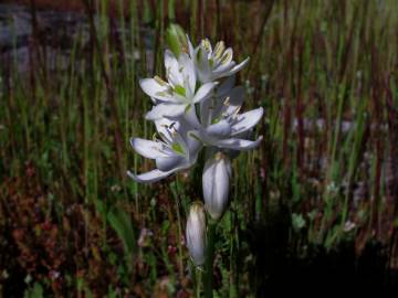 Fotografia da espécie Ornithogalum narbonense