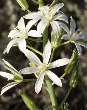 Fotografia 3 da espécie Ornithogalum narbonense no Jardim Botânico UTAD