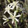 Fotografia 3 da espécie Ornithogalum narbonense do Jardim Botânico UTAD