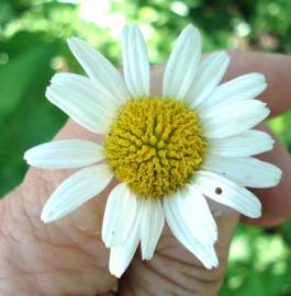 Fotografia da espécie Leucanthemum lacustre