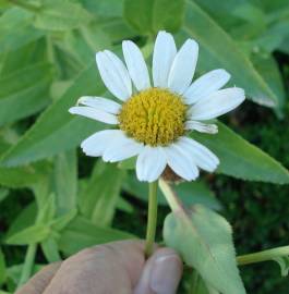 Fotografia da espécie Leucanthemum lacustre