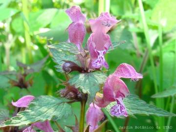 Fotografia da espécie Lamium maculatum