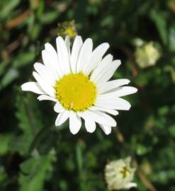 Fotografia da espécie Leucanthemum lacustre