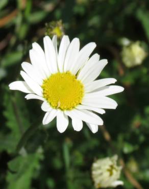 Fotografia 6 da espécie Leucanthemum lacustre no Jardim Botânico UTAD