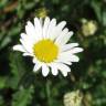 Fotografia 6 da espécie Leucanthemum lacustre do Jardim Botânico UTAD