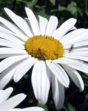 Fotografia 1 da espécie Leucanthemum lacustre no Jardim Botânico UTAD