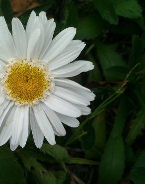 Fotografia 7 da espécie Leucanthemum lacustre no Jardim Botânico UTAD