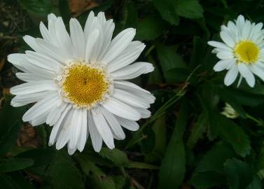 Fotografia da espécie Leucanthemum lacustre