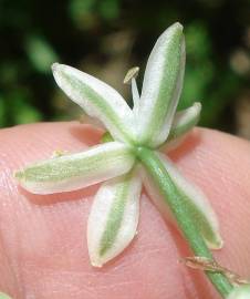 Fotografia da espécie Ornithogalum narbonense