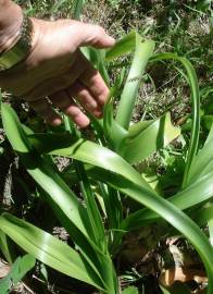 Fotografia da espécie Ornithogalum narbonense