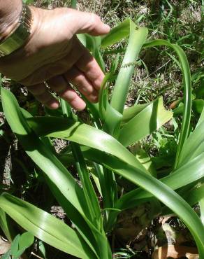 Fotografia 6 da espécie Ornithogalum narbonense no Jardim Botânico UTAD