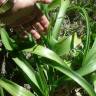 Fotografia 6 da espécie Ornithogalum narbonense do Jardim Botânico UTAD