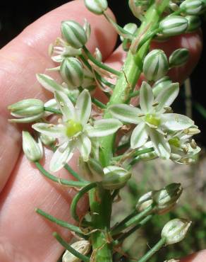 Fotografia 7 da espécie Ornithogalum narbonense no Jardim Botânico UTAD