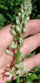 Fotografia da espécie Ornithogalum narbonense