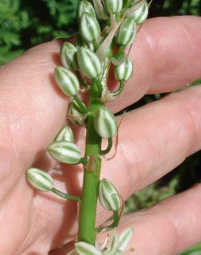 Fotografia 8 da espécie Ornithogalum narbonense no Jardim Botânico UTAD