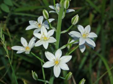 Fotografia da espécie Ornithogalum narbonense