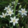 Fotografia 9 da espécie Ornithogalum narbonense do Jardim Botânico UTAD