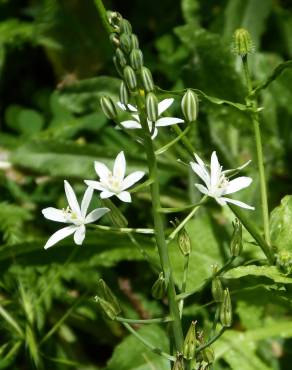 Fotografia 10 da espécie Ornithogalum narbonense no Jardim Botânico UTAD