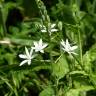 Fotografia 10 da espécie Ornithogalum narbonense do Jardim Botânico UTAD