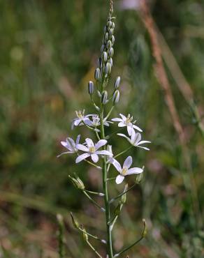 Fotografia 11 da espécie Ornithogalum narbonense no Jardim Botânico UTAD