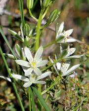 Fotografia da espécie Ornithogalum narbonense