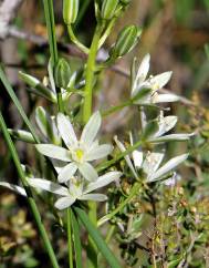 Ornithogalum narbonense