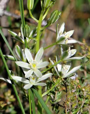 Fotografia 1 da espécie Ornithogalum narbonense no Jardim Botânico UTAD