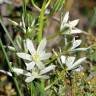 Fotografia 1 da espécie Ornithogalum narbonense do Jardim Botânico UTAD