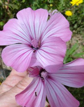 Fotografia 11 da espécie Lavatera trimestris no Jardim Botânico UTAD