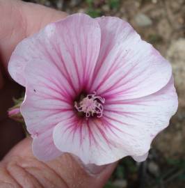 Fotografia da espécie Lavatera trimestris