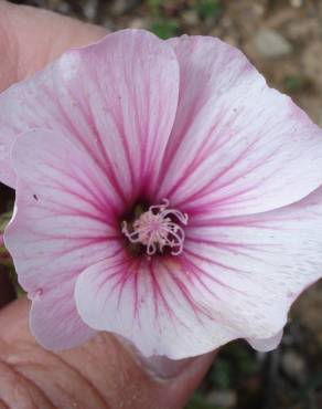 Fotografia 12 da espécie Lavatera trimestris no Jardim Botânico UTAD