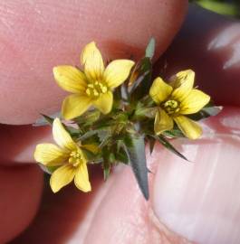 Fotografia da espécie Linum strictum subesp. strictum var. strictum